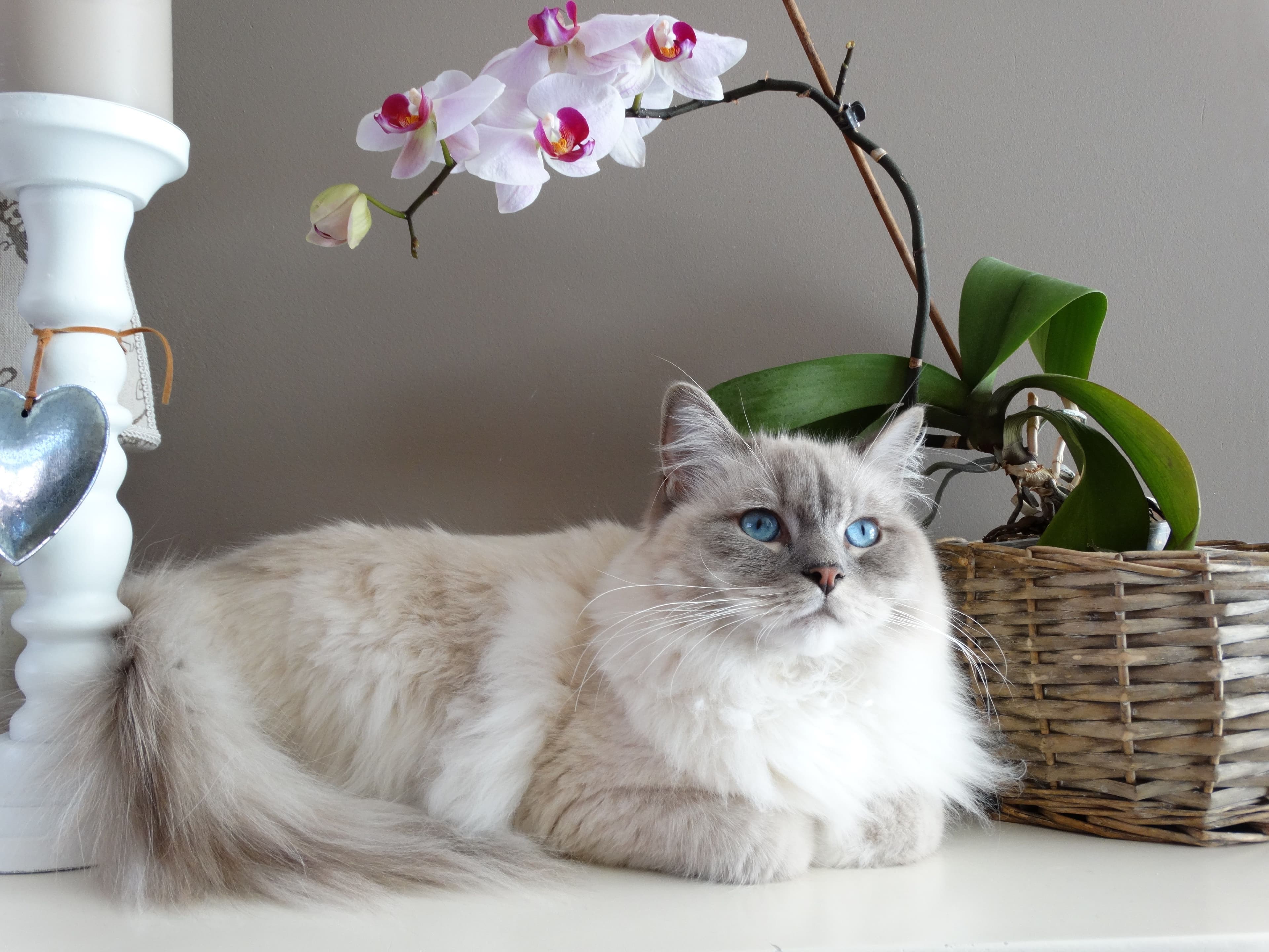 Paws & Claws Veterinary