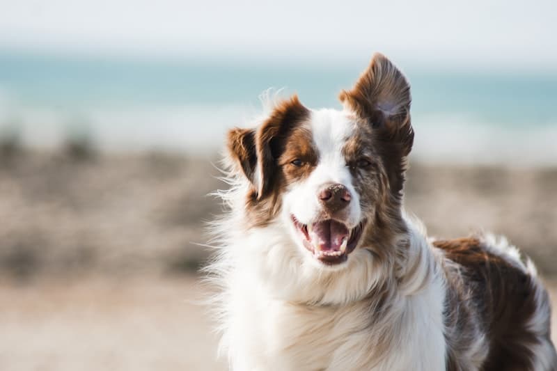 Rosedale Animal Hospital