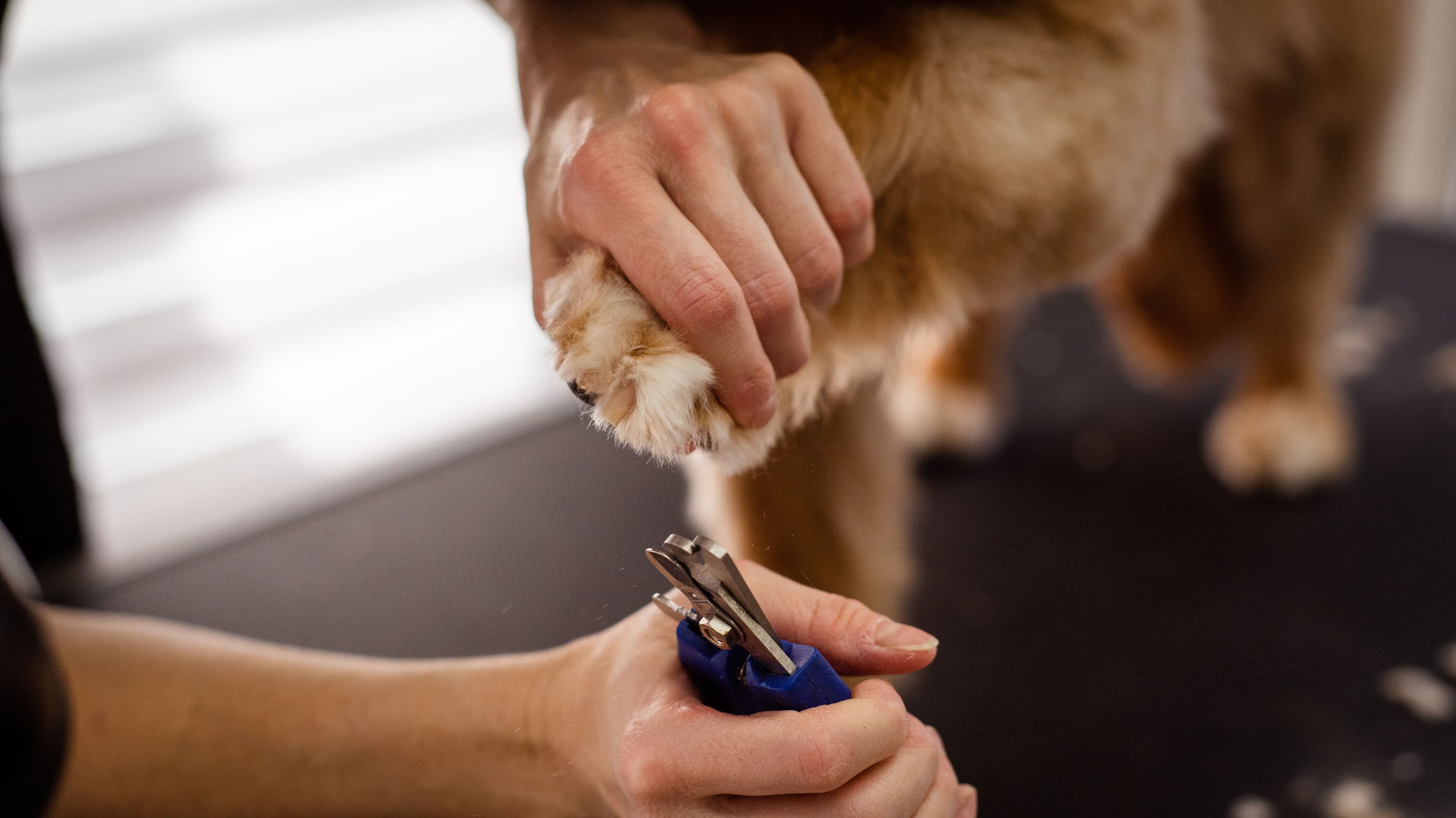 Calm Canine Behavior